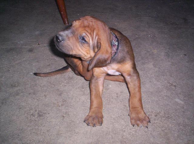 Фотографии к статье: Родезийский риджбек (Rhodesian Ridgeback) / Советы по уходу и воспитанию породы собак, описание собаки, помощь при болезнях, фотографии, дискусии и форум.