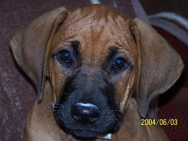 Фотографии к статье: Родезийский риджбек (Rhodesian Ridgeback) / Советы по уходу и воспитанию породы собак, описание собаки, помощь при болезнях, фотографии, дискусии и форум.