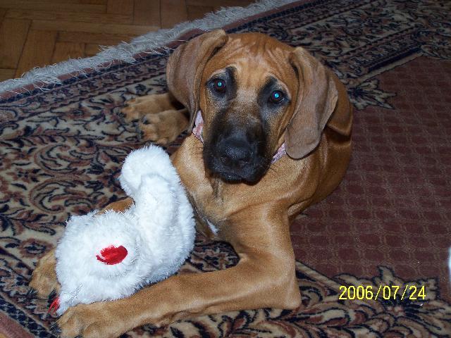 Фотографии к статье: Родезийский риджбек (Rhodesian Ridgeback) / Советы по уходу и воспитанию породы собак, описание собаки, помощь при болезнях, фотографии, дискусии и форум.