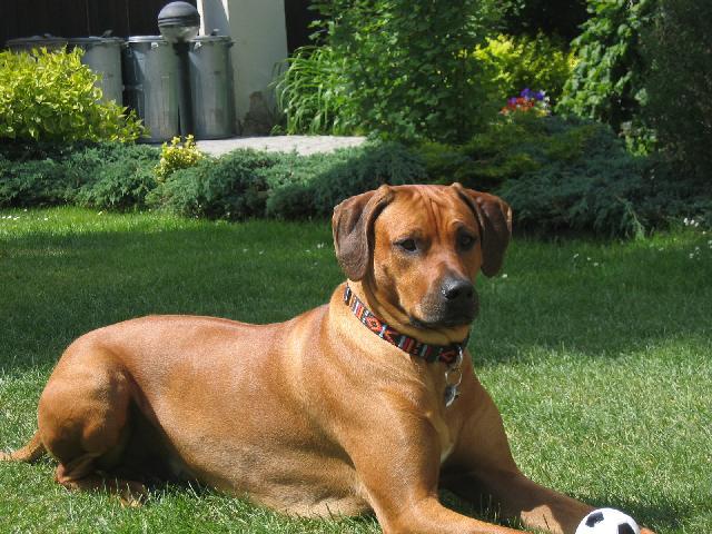 Фотографии к статье: Родезийский риджбек (Rhodesian Ridgeback) / Советы по уходу и воспитанию породы собак, описание собаки, помощь при болезнях, фотографии, дискусии и форум.