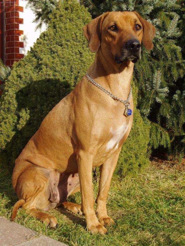 Фотографии к статье: Родезийский риджбек (Rhodesian Ridgeback) / Советы по уходу и воспитанию породы собак, описание собаки, помощь при болезнях, фотографии, дискусии и форум.