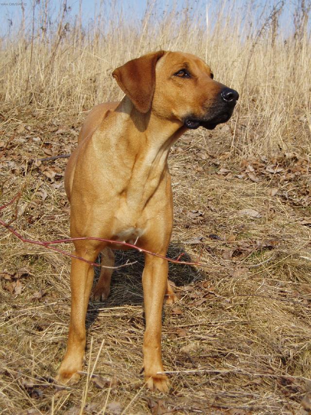 Фотографии к статье: Родезийский риджбек (Rhodesian Ridgeback) / Советы по уходу и воспитанию породы собак, описание собаки, помощь при болезнях, фотографии, дискусии и форум.