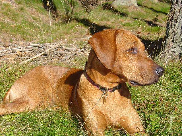 Фотографии к статье: Родезийский риджбек (Rhodesian Ridgeback) / Советы по уходу и воспитанию породы собак, описание собаки, помощь при болезнях, фотографии, дискусии и форум.