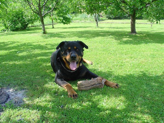 Фотографии к статье: Ротвейлер (Rottweiler) / Советы по уходу и воспитанию породы собак, описание собаки, помощь при болезнях, фотографии, дискусии и форум.