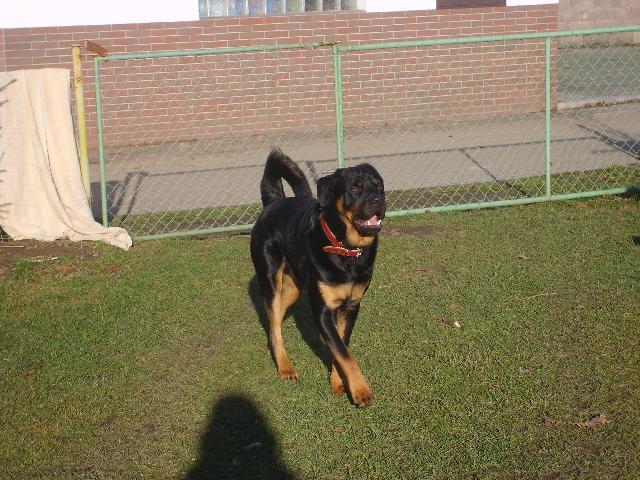 Фотографии к статье: Ротвейлер (Rottweiler) / Советы по уходу и воспитанию породы собак, описание собаки, помощь при болезнях, фотографии, дискусии и форум.