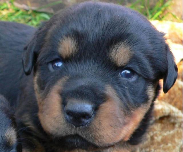 Фотографии к статье: Ротвейлер (Rottweiler) / Советы по уходу и воспитанию породы собак, описание собаки, помощь при болезнях, фотографии, дискусии и форум.