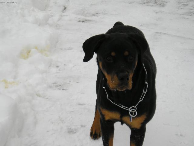 Фотографии к статье: Ротвейлер (Rottweiler) / Советы по уходу и воспитанию породы собак, описание собаки, помощь при болезнях, фотографии, дискусии и форум.