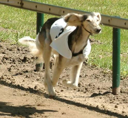 Фотографии к статье: Салюки (персидская борзая) (Arabian Hound, Saluki) / Советы по уходу и воспитанию породы собак, описание собаки, помощь при болезнях, фотографии, дискусии и форум.