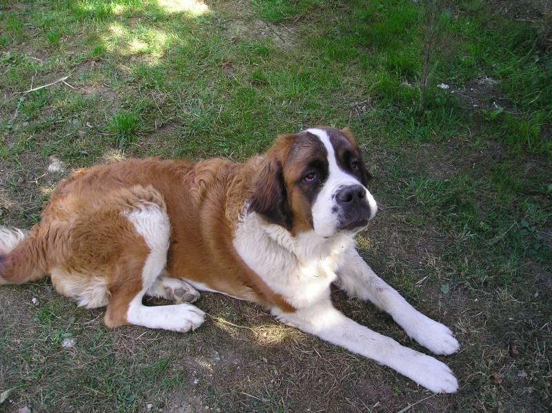 Фотографии к статье: Сенбернар (Saint Bernard) / Советы по уходу и воспитанию породы собак, описание собаки, помощь при болезнях, фотографии, дискусии и форум.