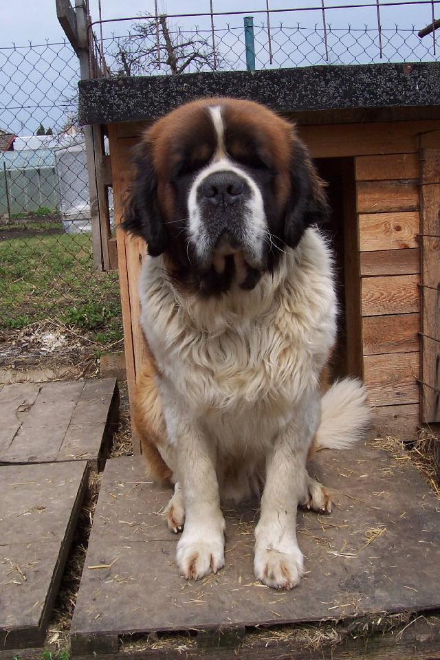 Фотографии к статье: Сенбернар (Saint Bernard) / Советы по уходу и воспитанию породы собак, описание собаки, помощь при болезнях, фотографии, дискусии и форум.