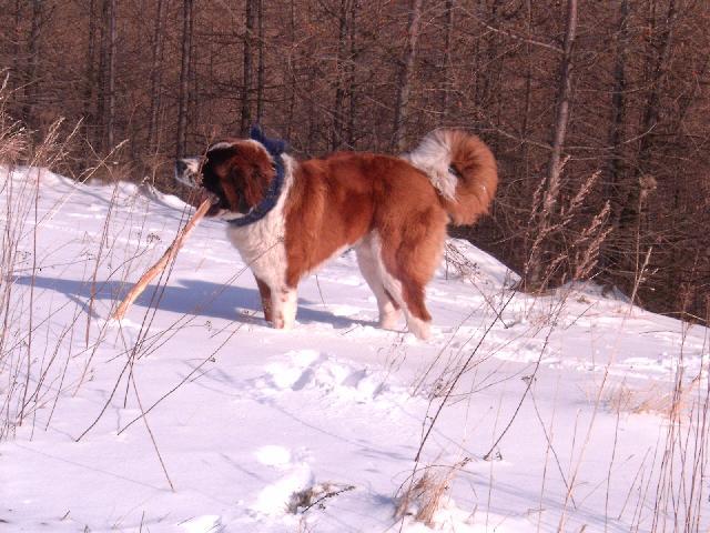 Фотографии к статье: Сенбернар (Saint Bernard) / Советы по уходу и воспитанию породы собак, описание собаки, помощь при болезнях, фотографии, дискусии и форум.