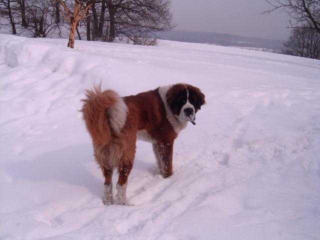 Фотографии к статье: Сенбернар (Saint Bernard) / Советы по уходу и воспитанию породы собак, описание собаки, помощь при болезнях, фотографии, дискусии и форум.