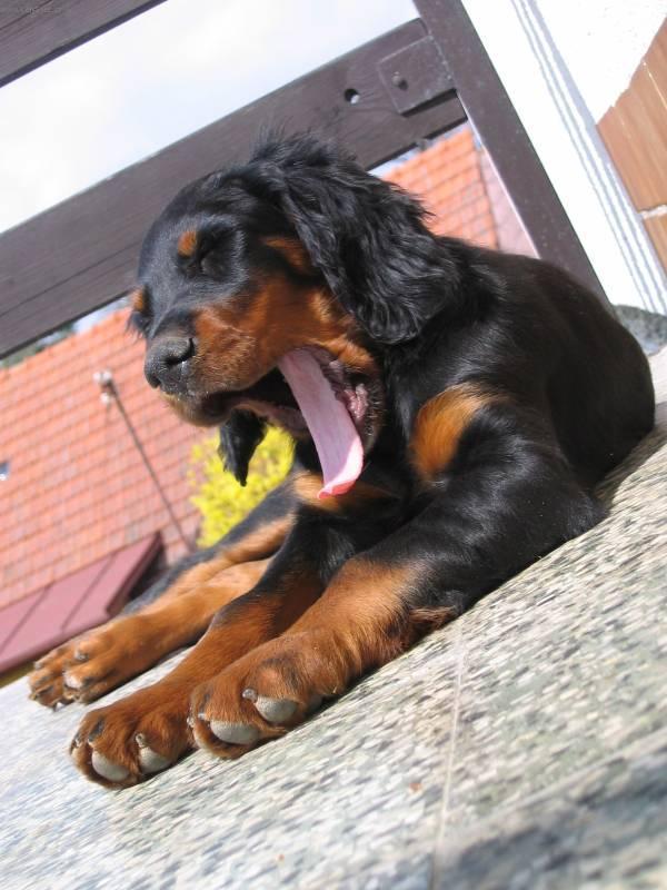 Фотографии к статье: Сеттер-гордон (Scotch Setter, Gordon Setter) / Советы по уходу и воспитанию породы собак, описание собаки, помощь при болезнях, фотографии, дискусии и форум.