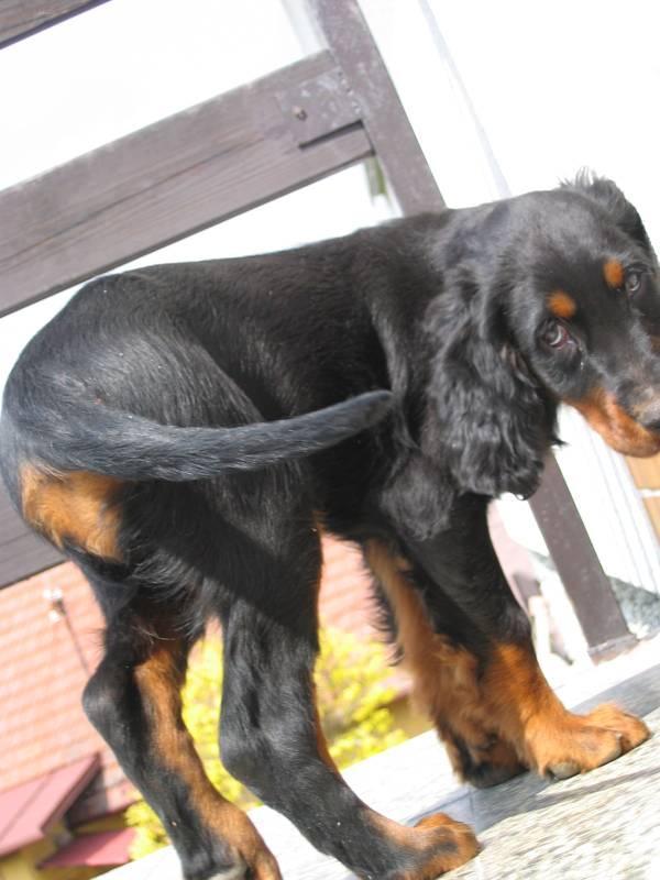 Фотографии к статье: Сеттер-гордон (Scotch Setter, Gordon Setter) / Советы по уходу и воспитанию породы собак, описание собаки, помощь при болезнях, фотографии, дискусии и форум.