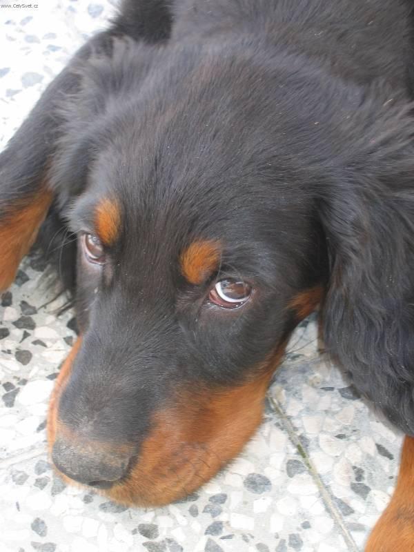 Фотографии к статье: Сеттер-гордон (Scotch Setter, Gordon Setter) / Советы по уходу и воспитанию породы собак, описание собаки, помощь при болезнях, фотографии, дискусии и форум.