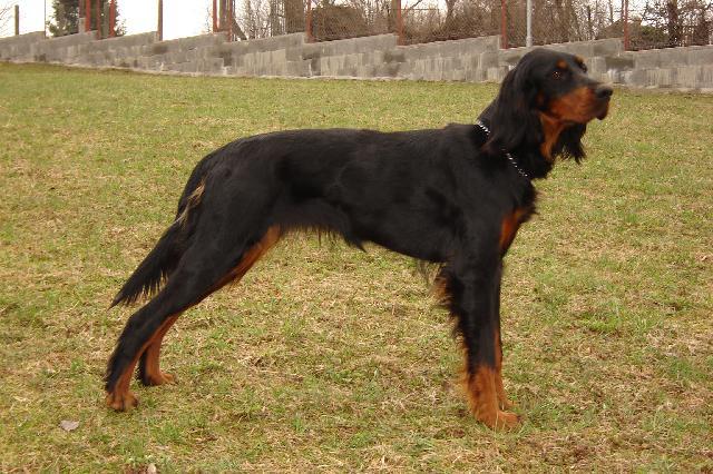 Фотографии к статье: Сеттер-гордон (Scotch Setter, Gordon Setter) / Советы по уходу и воспитанию породы собак, описание собаки, помощь при болезнях, фотографии, дискусии и форум.