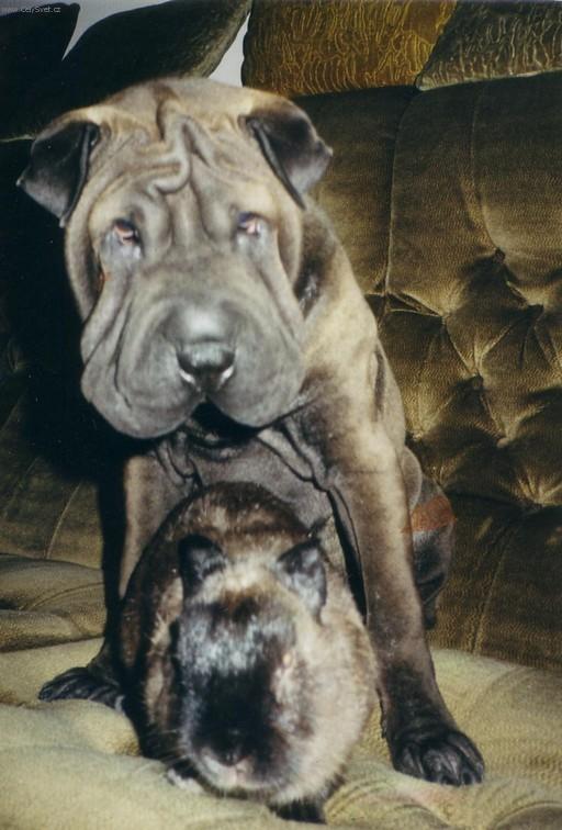 Фотографии к статье: Шарпей (Китайская бойцовая собака) (Shar-Pei) / Советы по уходу и воспитанию породы собак, описание собаки, помощь при болезнях, фотографии, дискусии и форум.