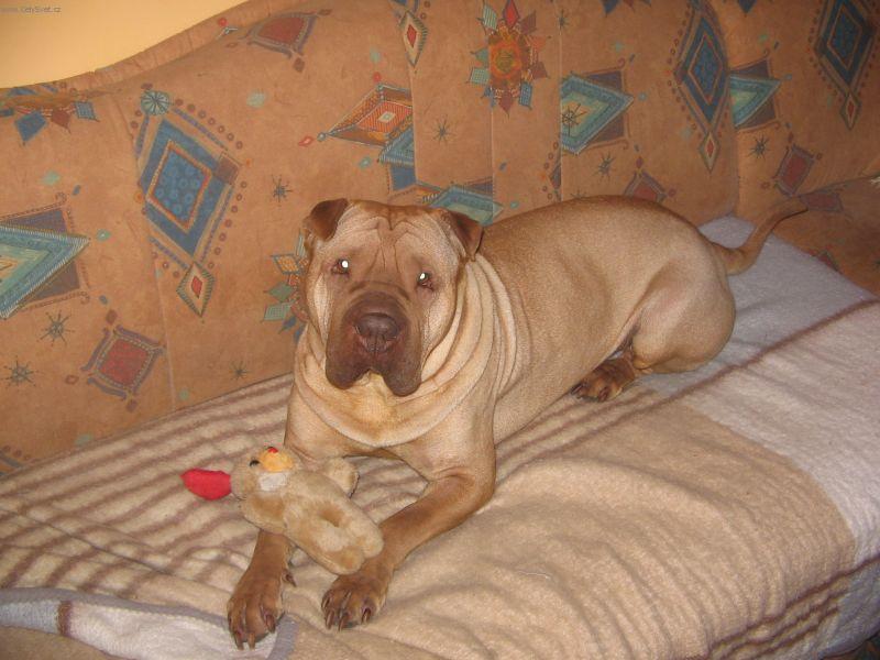 Фотографии к статье: Шарпей (Китайская бойцовая собака) (Shar-Pei) / Советы по уходу и воспитанию породы собак, описание собаки, помощь при болезнях, фотографии, дискусии и форум.