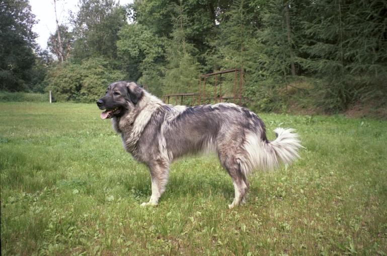 Фотографии к статье: Шарпланинская овчарка (Yugoslav Shepherd Dog) / Советы по уходу и воспитанию породы собак, описание собаки, помощь при болезнях, фотографии, дискусии и форум.