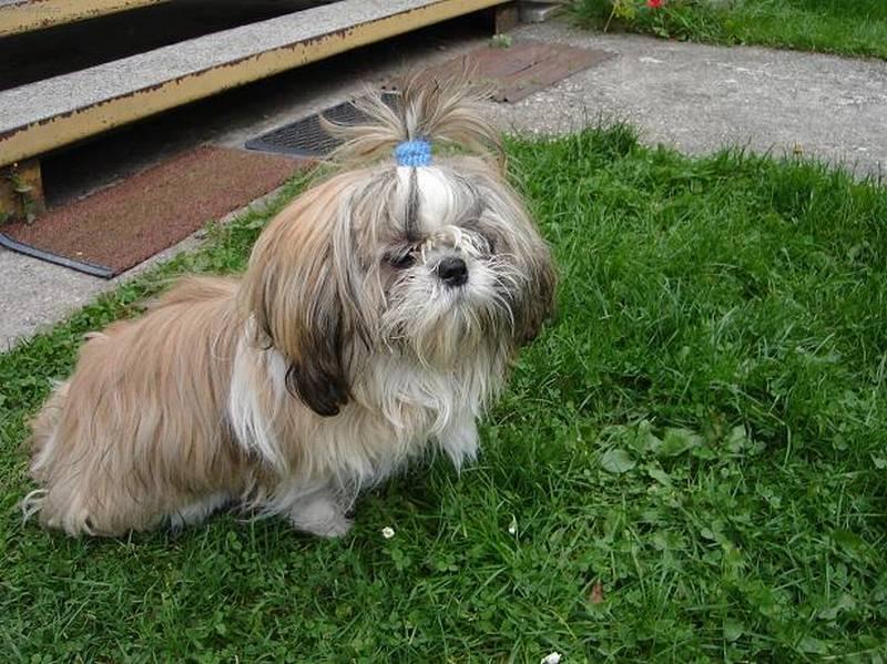 Фотографии к статье: Ши тцу (Shih-Tzu) / Советы по уходу и воспитанию породы собак, описание собаки, помощь при болезнях, фотографии, дискусии и форум.