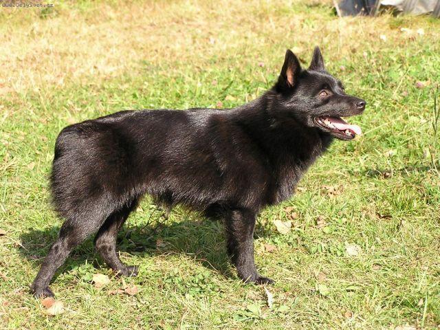 Фотографии к статье: Шипперке (Schipperke) / Советы по уходу и воспитанию породы собак, описание собаки, помощь при болезнях, фотографии, дискусии и форум.