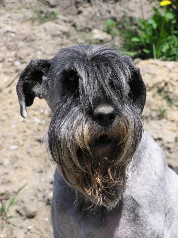 Фотографии к статье: Шнауцер (Schnauzer, Mittelschnauzer) / Советы по уходу и воспитанию породы собак, описание собаки, помощь при болезнях, фотографии, дискусии и форум.