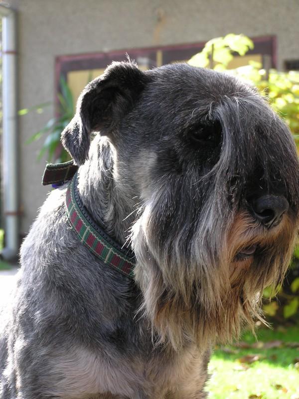 Фотографии к статье: Шнауцер (Schnauzer, Mittelschnauzer) / Советы по уходу и воспитанию породы собак, описание собаки, помощь при болезнях, фотографии, дискусии и форум.