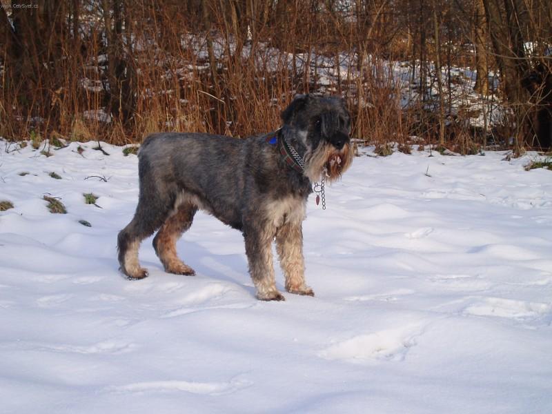 Фотографии к статье: Шнауцер (Schnauzer, Mittelschnauzer) / Советы по уходу и воспитанию породы собак, описание собаки, помощь при болезнях, фотографии, дискусии и форум.