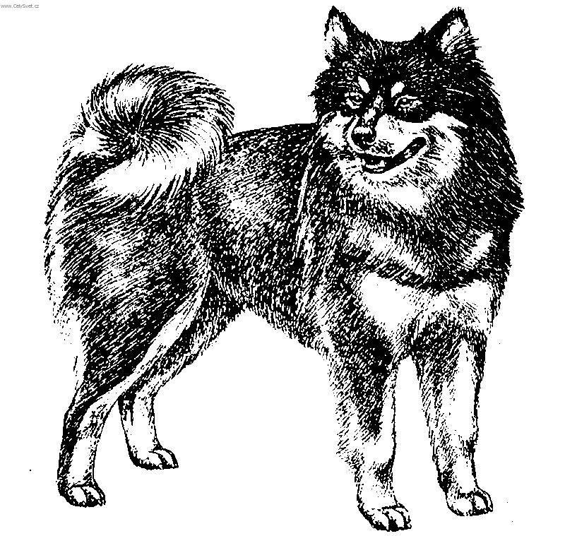 Фотографии к статье: Шведский лаппхунд (Swedish Lapphund, Ruotsinlapinkoira, Lapphund) / Советы по уходу и воспитанию породы собак, описание собаки, помощь при болезнях, фотографии, дискусии и форум.