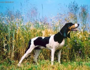 Фотографии к статье: Швейцарские гончие (Schweizer Laufhund - Chien Courant Suisse, Swiss Hound) / Советы по уходу и воспитанию породы собак, описание собаки, помощь при болезнях, фотографии, дискусии и форум.