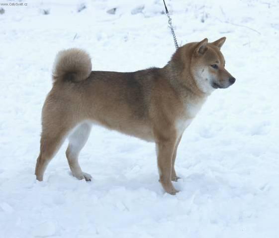 Фотографии к статье: Сиба-ину (Shiba Inu) / Советы по уходу и воспитанию породы собак, описание собаки, помощь при болезнях, фотографии, дискусии и форум.