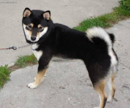 Фотографии к статье: Сиба-ину (Shiba Inu) / Советы по уходу и воспитанию породы собак, описание собаки, помощь при болезнях, фотографии, дискусии и форум.