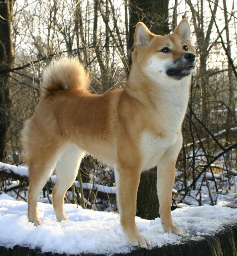 Фотографии к статье: Сиба-ину (Shiba Inu) / Советы по уходу и воспитанию породы собак, описание собаки, помощь при болезнях, фотографии, дискусии и форум.