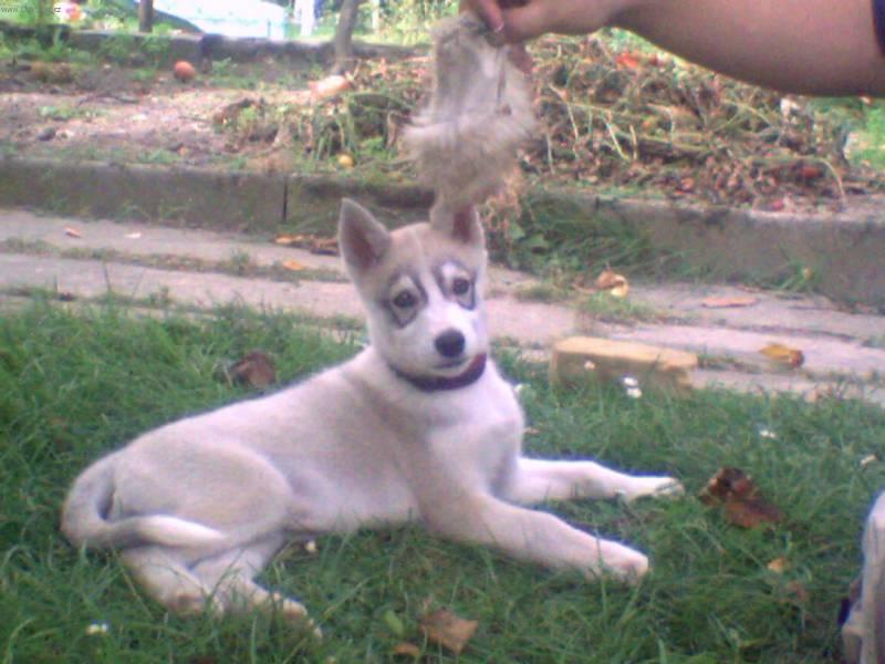 Фотографии к статье: Сибирский хаски (Siberian Husky) / Советы по уходу и воспитанию породы собак, описание собаки, помощь при болезнях, фотографии, дискусии и форум.