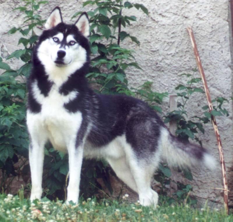 Фотографии к статье: Сибирский хаски (Siberian Husky) / Советы по уходу и воспитанию породы собак, описание собаки, помощь при болезнях, фотографии, дискусии и форум.