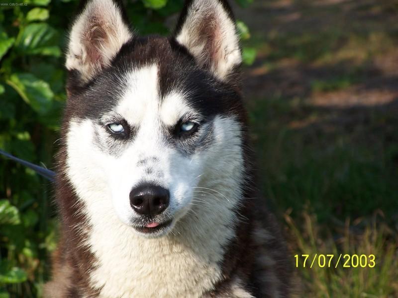 Фотографии к статье: Сибирский хаски (Siberian Husky) / Советы по уходу и воспитанию породы собак, описание собаки, помощь при болезнях, фотографии, дискусии и форум.