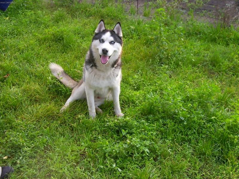 Фотографии к статье: Сибирский хаски (Siberian Husky) / Советы по уходу и воспитанию породы собак, описание собаки, помощь при болезнях, фотографии, дискусии и форум.