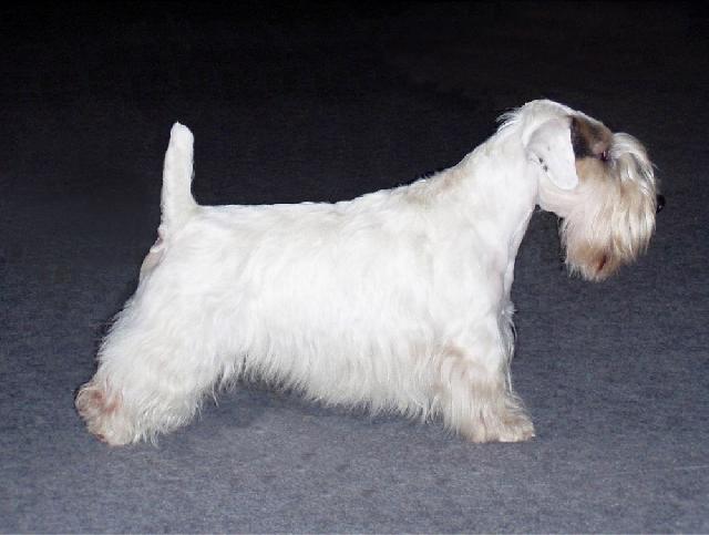 Фотографии к статье: Силихем-терьер (Sealyham Terrier) / Советы по уходу и воспитанию породы собак, описание собаки, помощь при болезнях, фотографии, дискусии и форум.