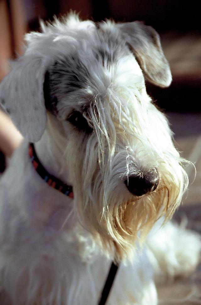 Фотографии к статье: Силихем-терьер (Sealyham Terrier) / Советы по уходу и воспитанию породы собак, описание собаки, помощь при болезнях, фотографии, дискусии и форум.