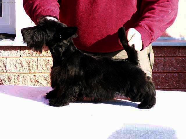 Фотографии к статье: Скотчтерьер (шотландский терьер) (Scottish Terrier) / Советы по уходу и воспитанию породы собак, описание собаки, помощь при болезнях, фотографии, дискусии и форум.