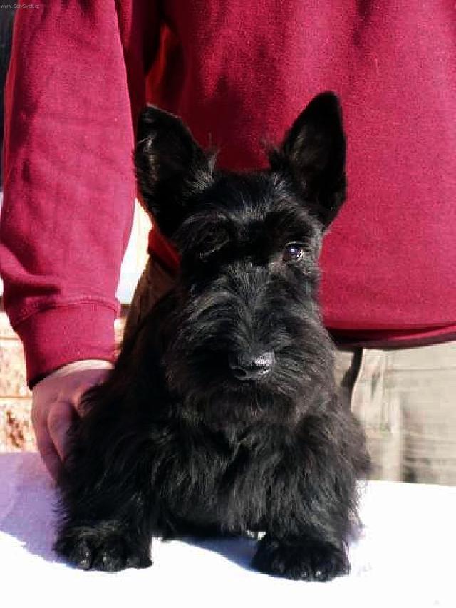 Фотографии к статье: Скотчтерьер (шотландский терьер) (Scottish Terrier) / Советы по уходу и воспитанию породы собак, описание собаки, помощь при болезнях, фотографии, дискусии и форум.