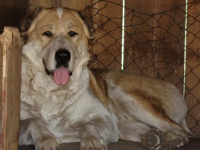 Фотографии к статье: Среднеазиатская овчарка (Central Asia Shepherd Dog) / Советы по уходу и воспитанию породы собак, описание собаки, помощь при болезнях, фотографии, дискусии и форум.