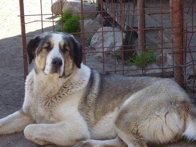 Фотографии к статье: Среднеазиатская овчарка (Central Asia Shepherd Dog) / Советы по уходу и воспитанию породы собак, описание собаки, помощь при болезнях, фотографии, дискусии и форум.