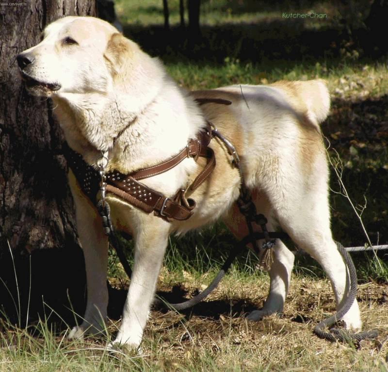 Фотографии к статье: Среднеазиатская овчарка (Central Asia Shepherd Dog) / Советы по уходу и воспитанию породы собак, описание собаки, помощь при болезнях, фотографии, дискусии и форум.