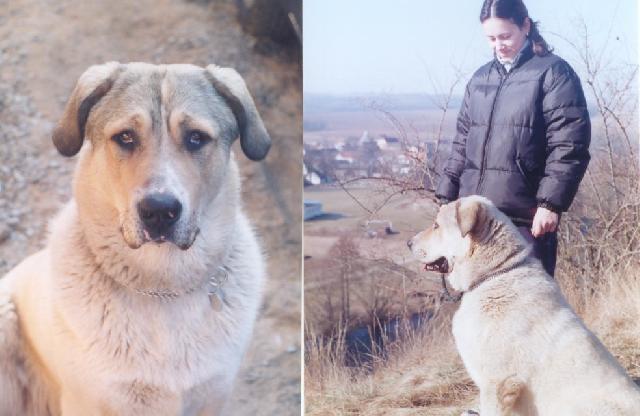 Фотографии к статье: Среднеазиатская овчарка (Central Asia Shepherd Dog) / Советы по уходу и воспитанию породы собак, описание собаки, помощь при болезнях, фотографии, дискусии и форум.