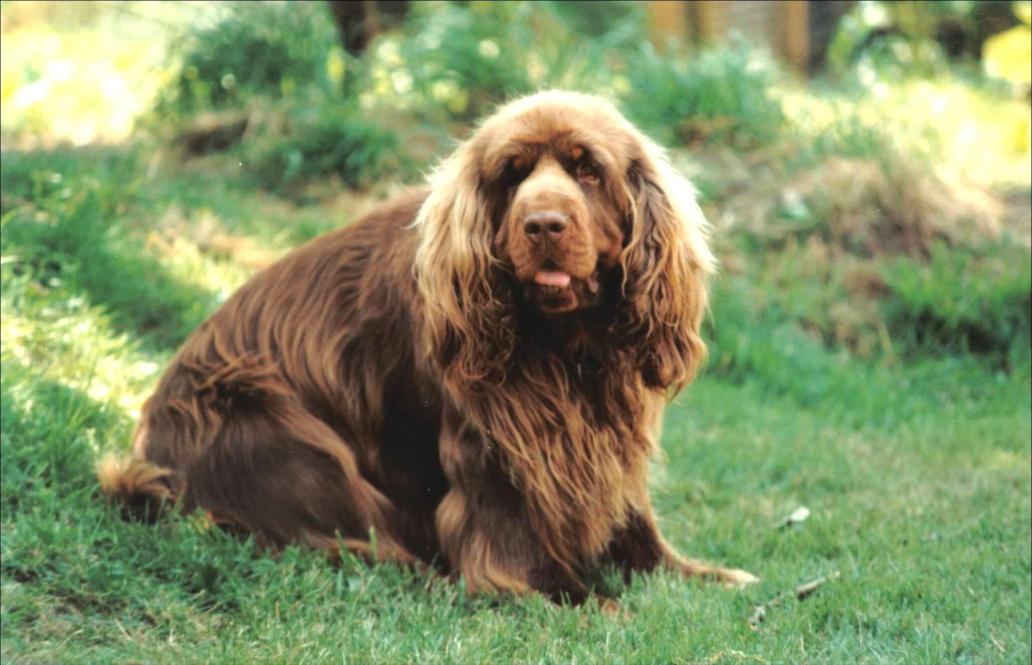 Фотографии к статье: Суссекский спаниель (Sussex Spaniel) / Советы по уходу и воспитанию породы собак, описание собаки, помощь при болезнях, фотографии, дискусии и форум.