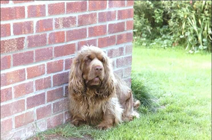 Фотографии к статье: Суссекский спаниель (Sussex Spaniel) / Советы по уходу и воспитанию породы собак, описание собаки, помощь при болезнях, фотографии, дискусии и форум.