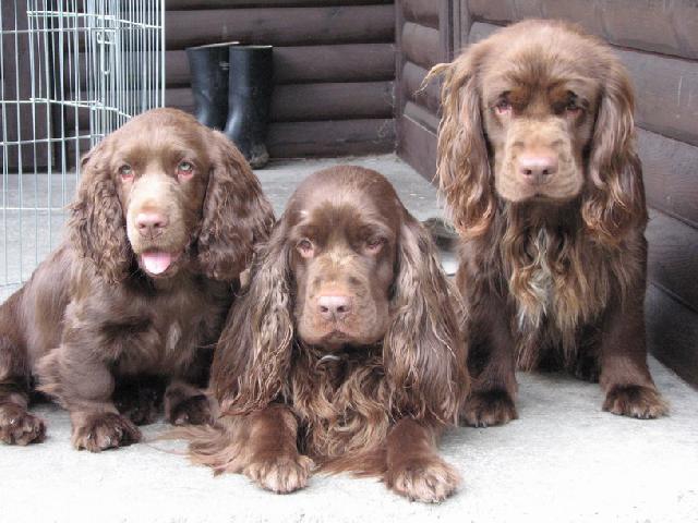 Фотографии к статье: Суссекский спаниель (Sussex Spaniel) / Советы по уходу и воспитанию породы собак, описание собаки, помощь при болезнях, фотографии, дискусии и форум.