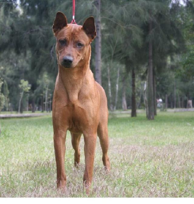 Фотографии к статье: Тайский риджбек (Thailand-Ridgeback) / Советы по уходу и воспитанию породы собак, описание собаки, помощь при болезнях, фотографии, дискусии и форум.