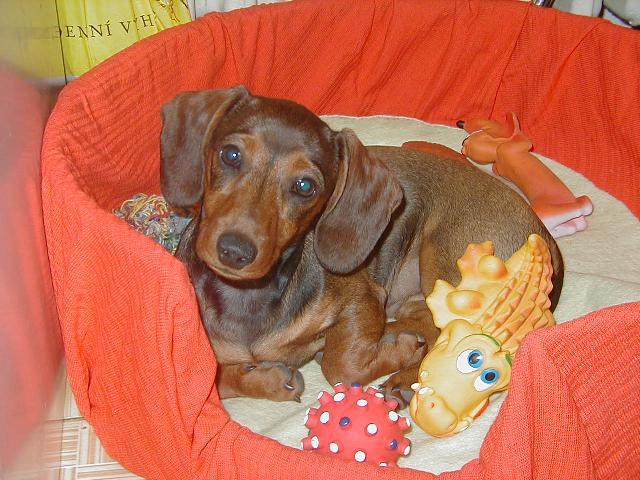 Фотографии к статье: Такса (Dachshund) / Советы по уходу и воспитанию породы собак, описание собаки, помощь при болезнях, фотографии, дискусии и форум.